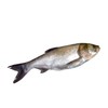 【鲜活】白鲢鱼（5000g±50g） 商品缩略图0