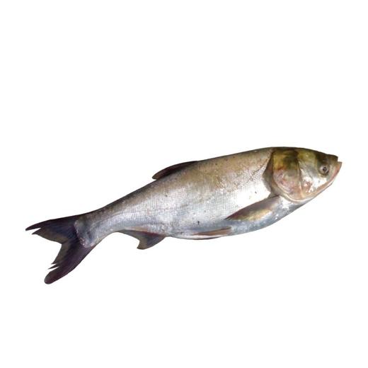 【鲜活】白鲢鱼（5000g±50g） 商品图0