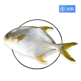 冰鲜金鲳鱼（600±50g）