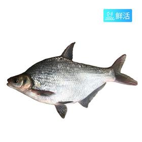 【鲜活】武昌鱼（800g±50g）