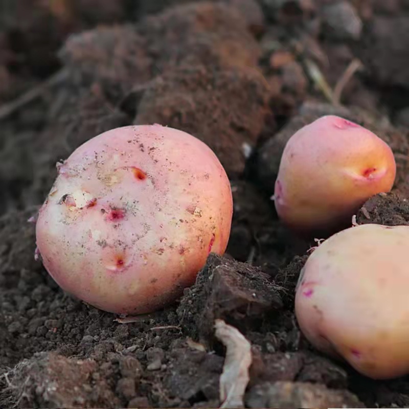 【云南红皮土豆】香甜粉糯 细嫩绵密不噎人 口感香甜 原生态种植 2种规格任选