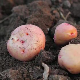 【云南红皮土豆】香甜粉糯 细嫩绵密不噎人 口感香甜 原生态种植 2种规格任选