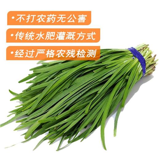 广缘韭菜.（450±50g） 商品图0