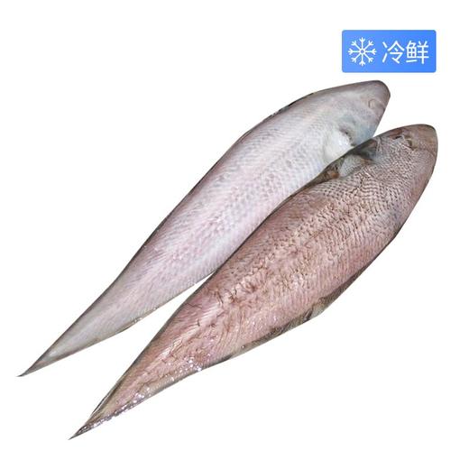 塔目尖（500±50） 商品图0