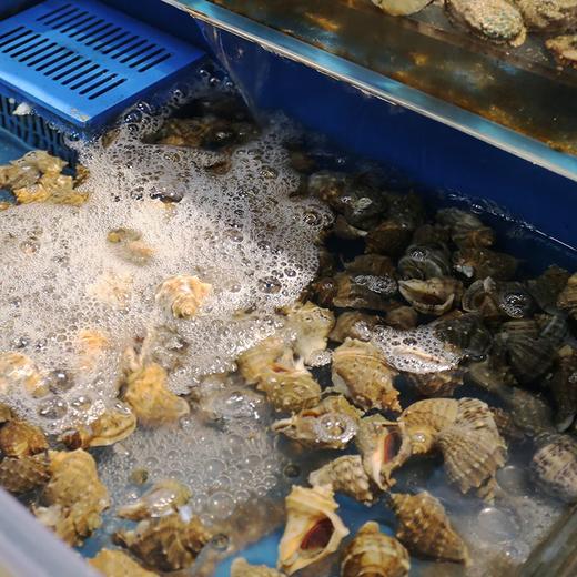 【鲜活】海螺小(500g±50g) 商品图1