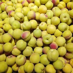 红银杏（500±50g）