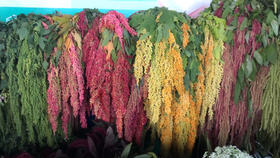 柔丽丝～随机颜色（活动专用）