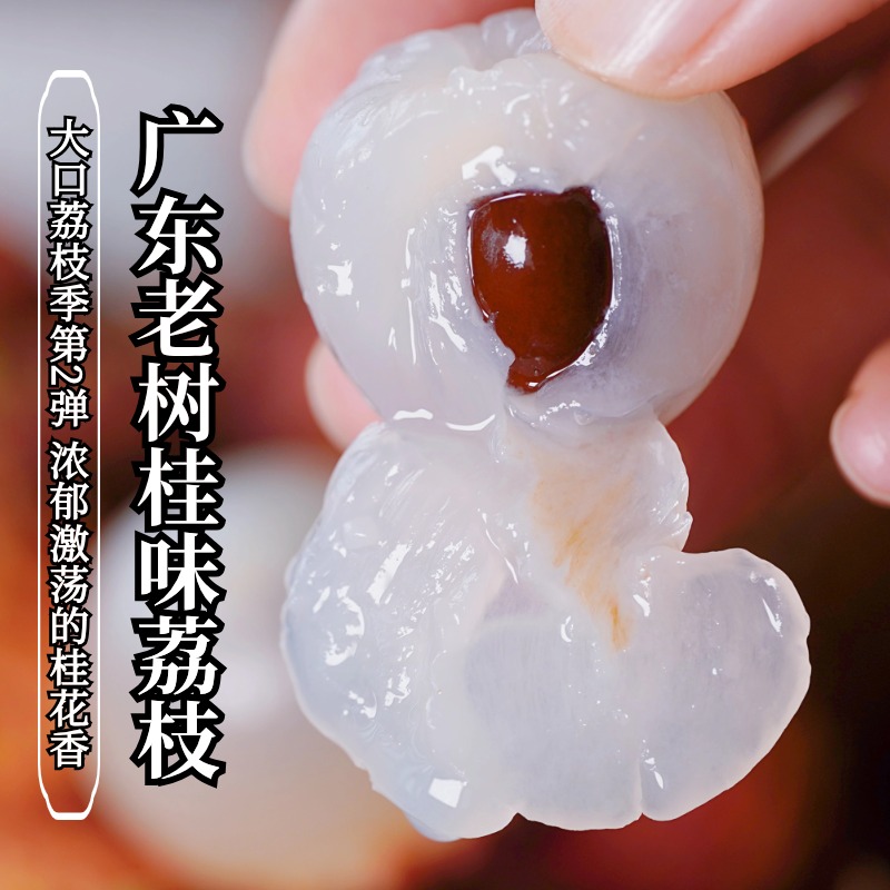 大口荔枝 | 广东老树桂味荔枝 7.27发货