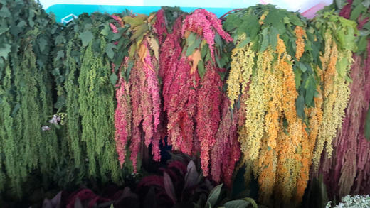 柔丽丝～随机颜色（活动专用） 商品图1