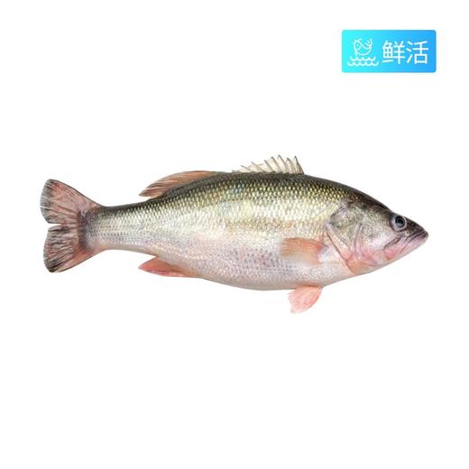 淡水鲈鱼（650±50g）多退少补 商品图0