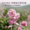 【第二件0元，需拍2️⃣件】【全肤质/湿敷水】半亩花田玫瑰纯露天然正品补水保湿爽肤水精油花苞收缩毛孔补水女 商品缩略图4