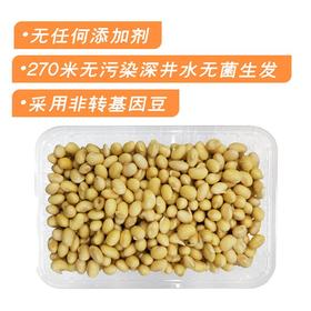 福来黄豆芽（300±30g）