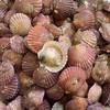 【鲜活】鲜扇贝（500±50g） 商品缩略图1