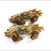 【鲜活】鲜活河蟹公(500±50g) 商品缩略图0