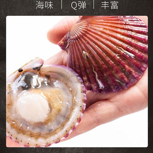 【鲜活】鲜扇贝（500±50g） 商品图2