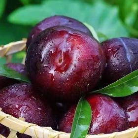 新鲜水果 郧阳区清凉寺黑布林李子2斤