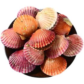 【鲜活】鲜扇贝（500±50g）
