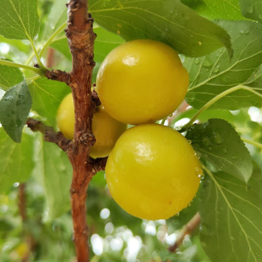 【分仓直发包邮】新疆小白杏（3斤装±100g/4斤装±100g） 商品图1