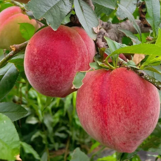 新北区乐呵桃园 毛桃 5斤39.9 商品图2