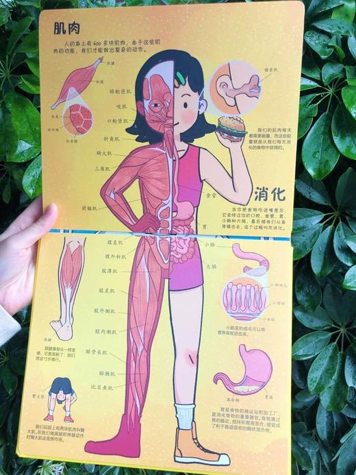 【精装硬壳绘本 小眼睛看大世界翻翻书 揭秘系列任选】2-12岁孩子的科学认知启蒙 商品图10