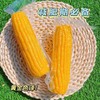 【甄选】黄糯玲珑鲜食玉米金黄色泽软糯香甜早餐优选1.2kg/袋 商品缩略图3