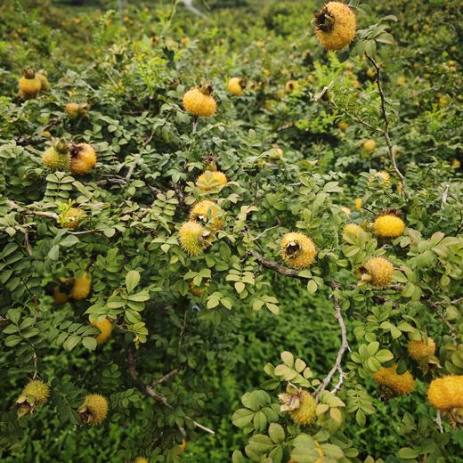 【刺梨原液】含有 694 种营养元素，而且经研究表明，刺梨的 VC、VP、SOD 含量都是世界水果之最！故也称三王圣果！100%原液！鲜采！摘鲜！鲜榨，不加1滴水，非复原果汁，最大程度上留住营养 商品图5