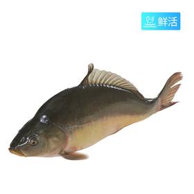 【鲜活】镜面鲤鱼(1500g)多退少补（默认不收拾，收拾请备注）