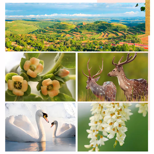 归/觅（蓝溪金炫起泡果酒）非卖品 商品图3