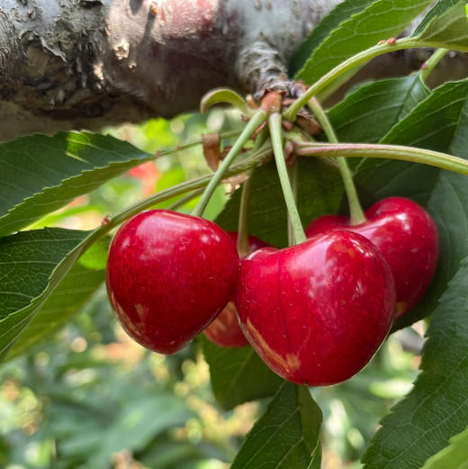 先锋樱桃，露天有机种植，个头大，脆甜，带一点果酸，可以忽略，樱桃味浓！2斤/盒 商品图0