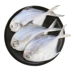 冰鲜渤海静鱼（小）（500±50g）