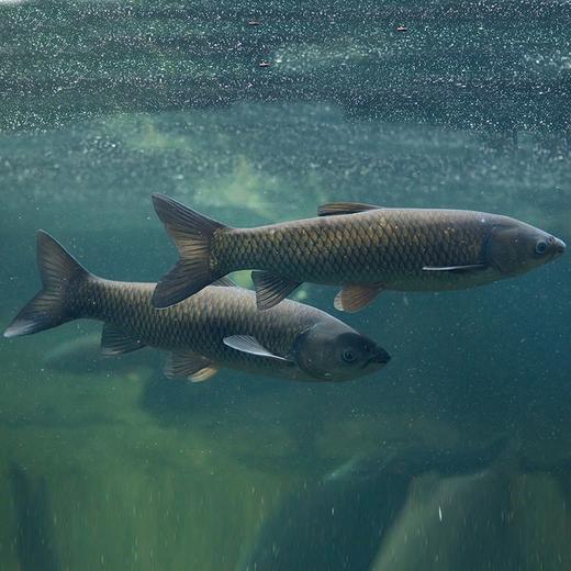 草鱼（1700g）多退少补（默认不收拾，收拾请备注） 商品图1