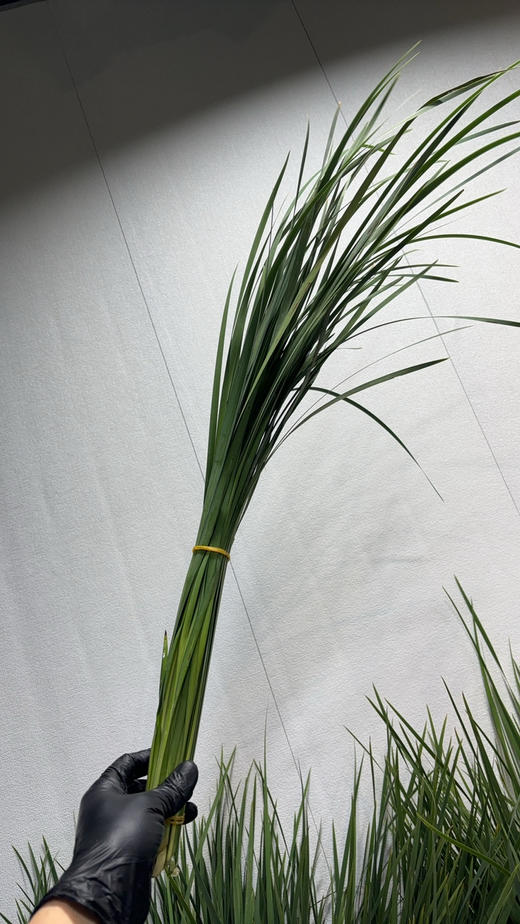 菖蒲叶 商品图3