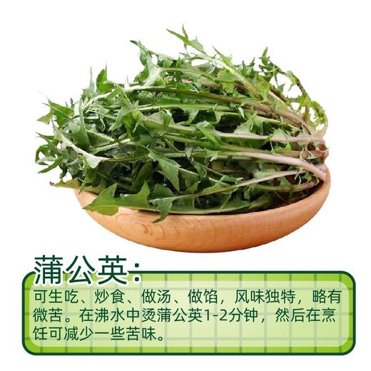 蒲公英（300±30g） 商品图0