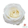 外购单头玫瑰-骄傲 10枝一扎 商品缩略图0