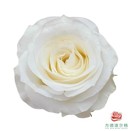 外购单头玫瑰-骄傲 10枝一扎 商品图0