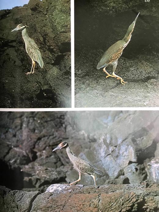 达尔文被遗忘的世界 189幅彩色插图 精装大16开 商品图9