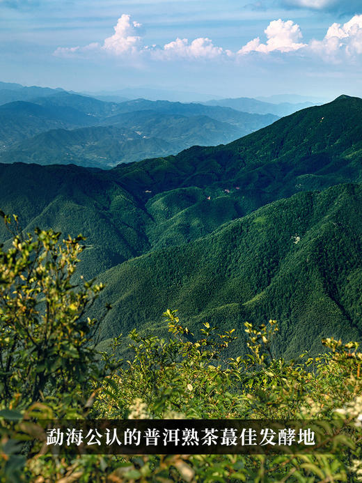 1月5日上午九点【大红印熟茶】2018年勐海布朗山熟茶，传承千百年的高端茶之代表 口感高甜润！稠滑米汤感过口不忘357克/饼茶叶 商品图8
