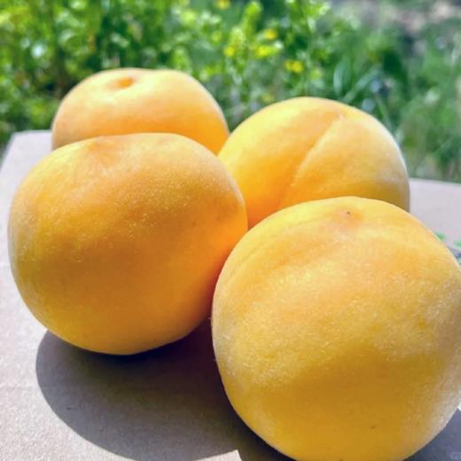 开运黄金蜜桃 | 水果 商品图1