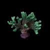 海缸造景摆设 仿真精品珊瑚摆件 商品缩略图6