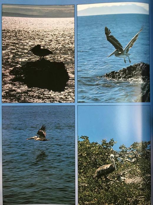 达尔文被遗忘的世界 189幅彩色插图 精装大16开 商品图8