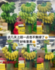 【禁止蕉虑，只待蕉黄！新鲜水培香蕉】新鲜带把香蕉整串，软糯香甜，小香蕉现砍青色现发带箱整串Y 商品缩略图4