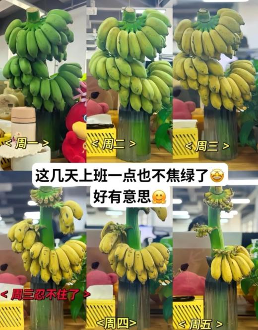 【禁止蕉虑，只待蕉黄！新鲜水培香蕉】新鲜带把香蕉整串，软糯香甜，小香蕉现砍青色现发带箱整串Y 商品图4