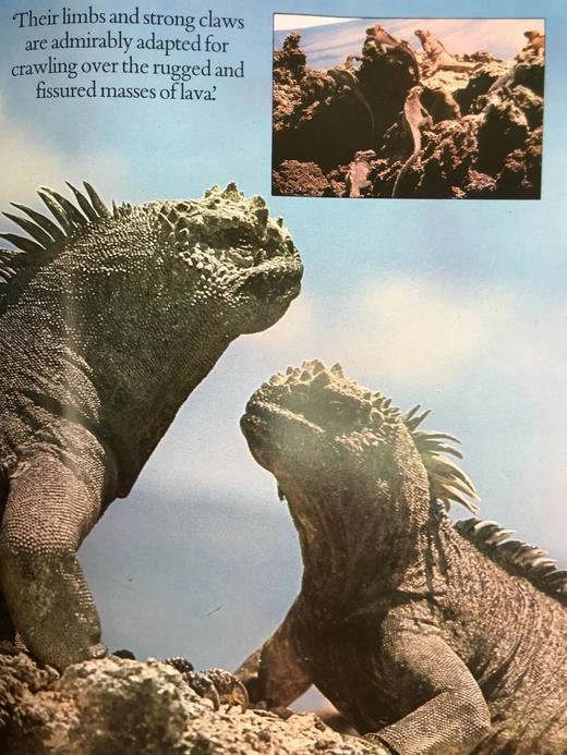 达尔文被遗忘的世界 189幅彩色插图 精装大16开 商品图13