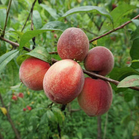  盛夏来敲门，你在所难“桃” 