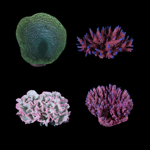 海缸造景摆设 仿真精品珊瑚摆件 商品图1