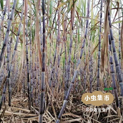 生态薄饼（薄脆） 198g*2盒 | 合作农友生产，来自山西永济，生产者：蒲韩公社成员 *【公平贸易农人定价】 商品图12