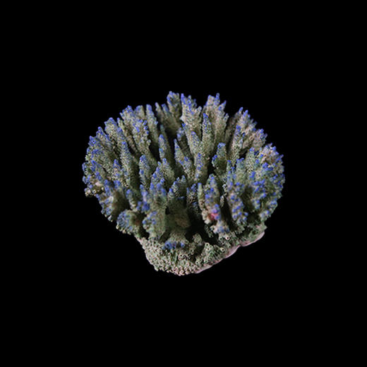 海缸造景摆设 仿真精品珊瑚摆件 商品图5