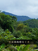 【掌柜私藏薄荷塘】2014年头春头采 十年勐海干仓薄荷塘纯料 有钱难买的稀缺货 云南易武普洱茶生茶357g/饼 拍5发6拍20发25 商品缩略图7