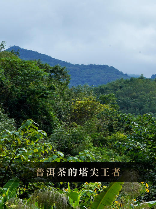 【掌柜私藏薄荷塘】2014年头春头采 十年勐海干仓薄荷塘纯料 有钱难买的稀缺货 云南易武普洱茶生茶357g/饼 拍5发6拍20发25 商品图7