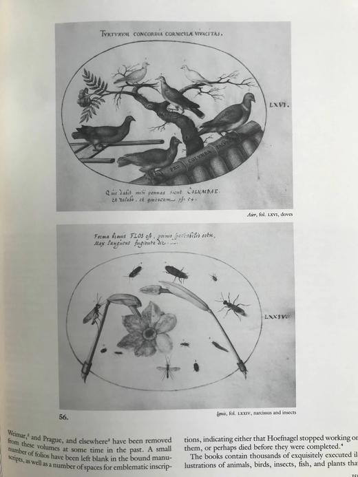 神圣罗马帝国绘画，1540-1680年 88幅插图 精装大16开 商品图6